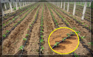 滴灌帶施工放樣